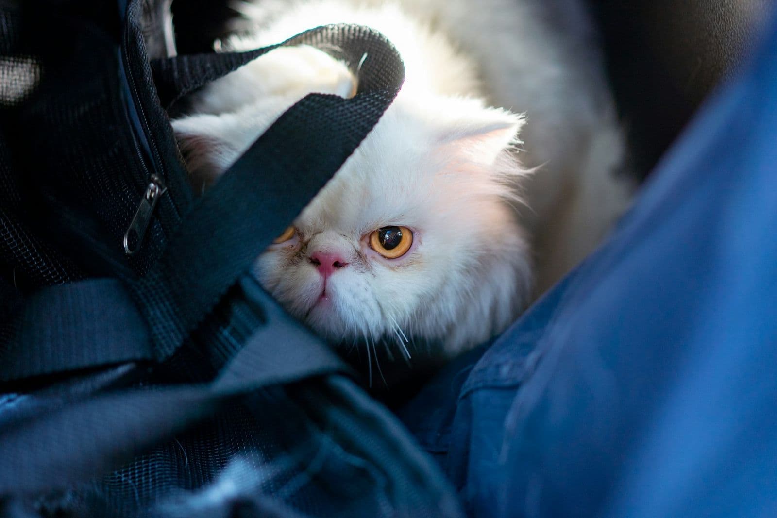 A cat being carried securely in a travel carrier