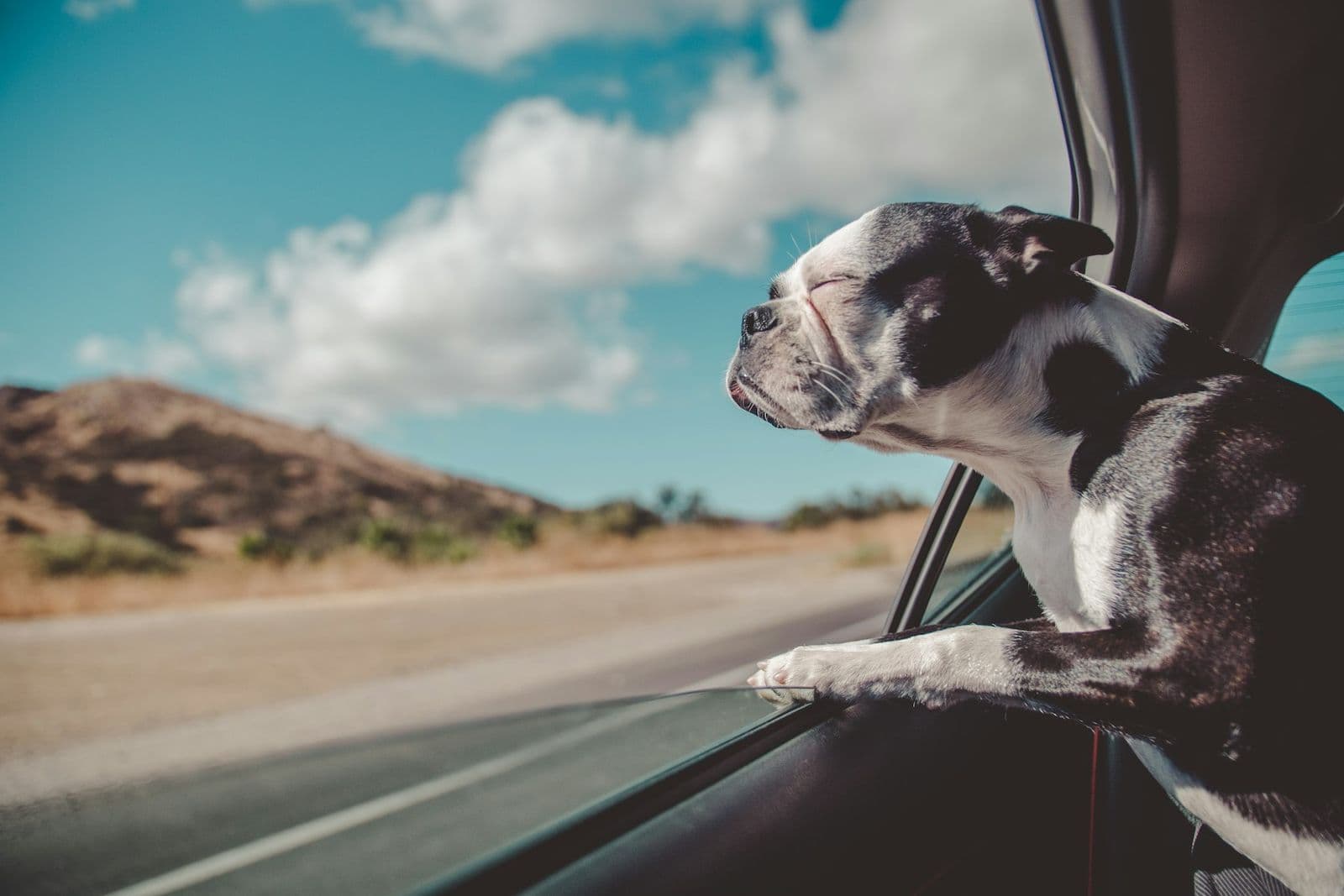 A dog looking out of a car window on an open road