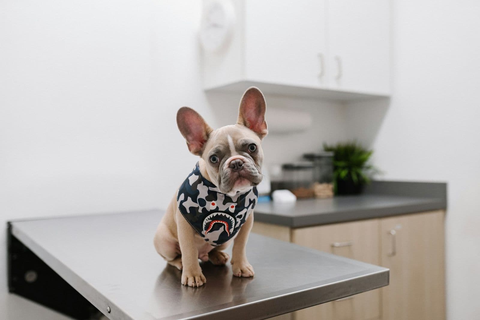 A small dog waiting calmly on a veterinary examination table