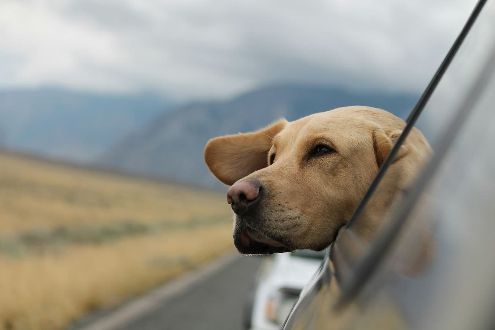 A dog resting its head on a car window ledge while travelling